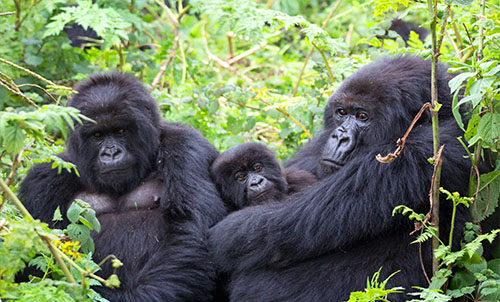MOUNTAIN GORILLAS